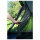 COLEMAN Darwin 4 Plus Akti. Zelt 4 Pers. & Vorzelt