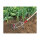 WOLF-Garten Gartenfrse DA-S, multi-star (rot/gelb, 15cm)