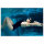 Shokz OpenSwim Pro Grey S711