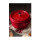Staub La Cocotte 24cm rund. Kirsch-rot. Gusseisen