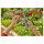 Gardena Solar-Bewässerung AquaBloom L Set