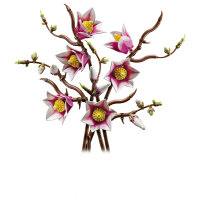 LEGO 11510 Botanicals Magnolienzweige